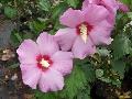 Althaea / Hibiscus syriacus 